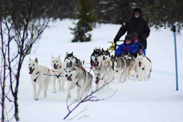Nederhögen Vildmarkscenter - Hundspann