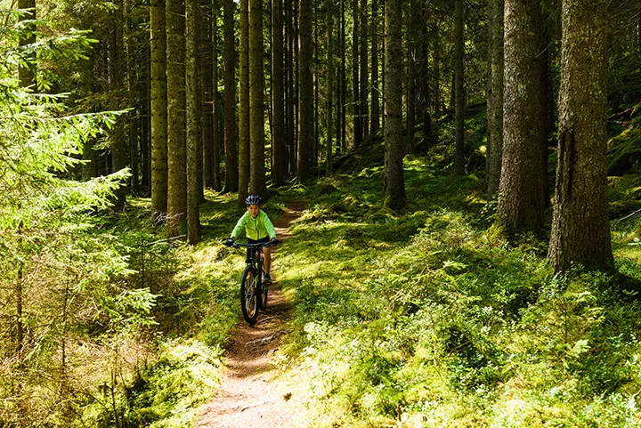 Pojkar cyklar i skogen