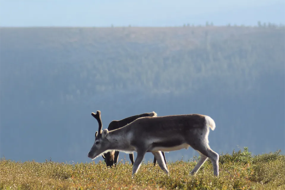 Ren på fjällen